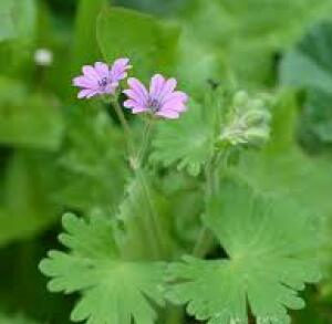 Photographie n°2420185 du taxon Geranium molle L. [1753]