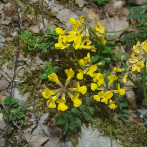 Photographie n°2420210 du taxon Hippocrepis comosa L. [1753]