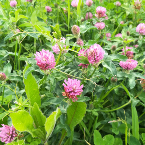 Photographie n°2420279 du taxon Trifolium pratense L. [1753]