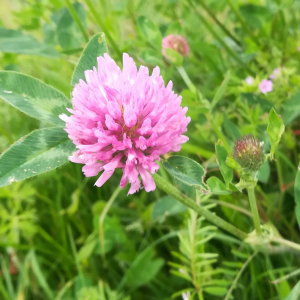 Photographie n°2420280 du taxon Trifolium pratense L. [1753]