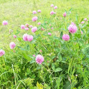 Photographie n°2420281 du taxon Trifolium pratense L. [1753]