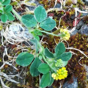 Photographie n°2420324 du taxon Medicago lupulina L. [1753]