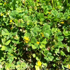 Photographie n°2420325 du taxon Medicago arabica (L.) Huds. [1762]