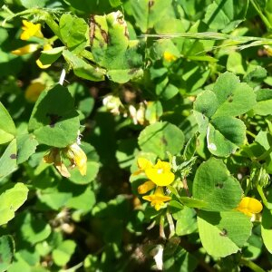 Photographie n°2420326 du taxon Medicago arabica (L.) Huds. [1762]