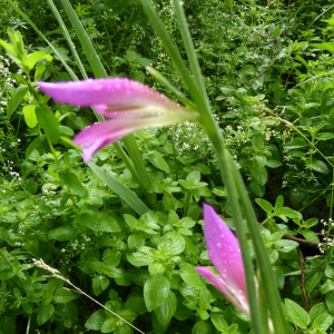 Photographie n°2420368 du taxon Gladiolus italicus Mill.
