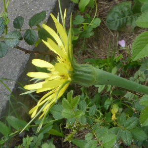 Photographie n°2420376 du taxon Tragopogon pratensis L. [1753]