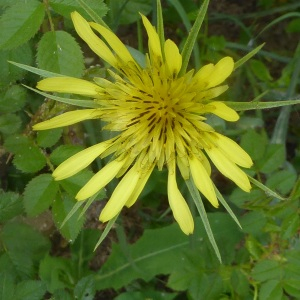 Photographie n°2420377 du taxon Tragopogon pratensis L. [1753]