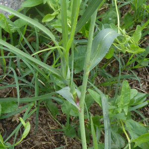 Photographie n°2420379 du taxon Tragopogon pratensis L. [1753]