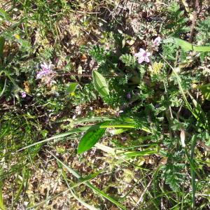 Photographie n°2420398 du taxon Erodium cicutarium (L.) L'Hér.