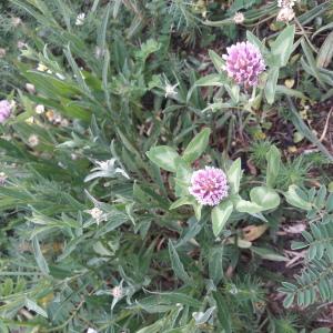 Photographie n°2420410 du taxon Trifolium pratense L.