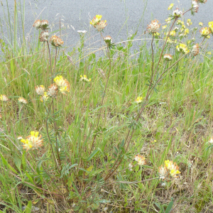 Photographie n°2420451 du taxon Anthyllis vulneraria L. [1753]