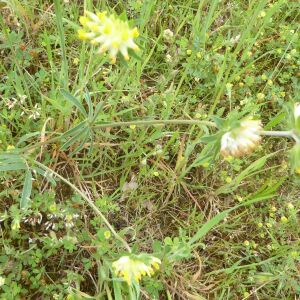 Photographie n°2420452 du taxon Anthyllis vulneraria L. [1753]