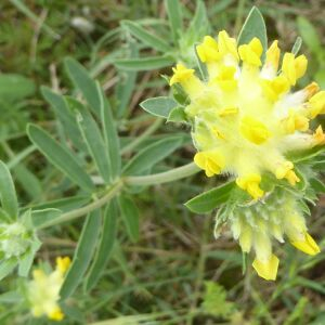 Photographie n°2420453 du taxon Anthyllis vulneraria L. [1753]