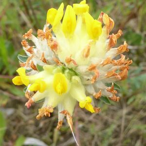 Photographie n°2420454 du taxon Anthyllis vulneraria L. [1753]