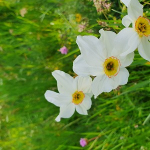 Photographie n°2420521 du taxon Narcissus poeticus L. [1753]