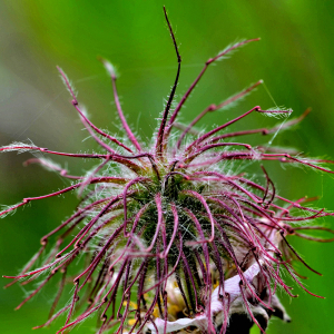 Photographie n°2420525 du taxon Geum rivale L. [1753]