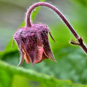 Photographie n°2420527 du taxon Geum rivale L. [1753]