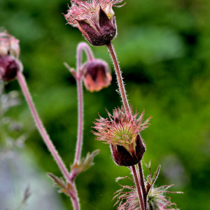 Photographie n°2420531 du taxon Geum rivale L. [1753]