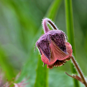 Photographie n°2420536 du taxon Geum rivale L. [1753]