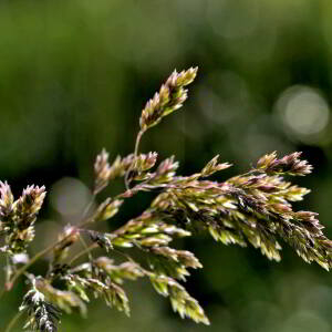 Photographie n°2420542 du taxon Dactylis glomerata L. [1753]