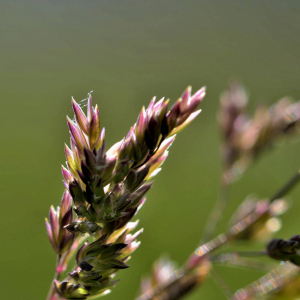 Photographie n°2420547 du taxon Dactylis glomerata L. [1753]