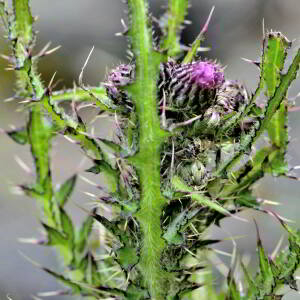 Photographie n°2420559 du taxon Cirsium palustre (L.) Scop. [1772]