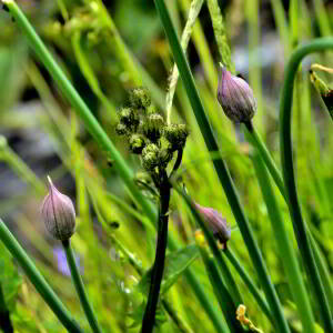 Photographie n°2420567 du taxon Allium schoenoprasum L. [1753]