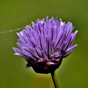 Photographie n°2420572 du taxon Allium schoenoprasum L. [1753]