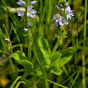 Photographie n°2420581 du taxon Veronica officinalis L. [1753]