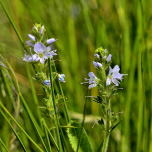 Photographie n°2420583 du taxon Veronica officinalis L. [1753]