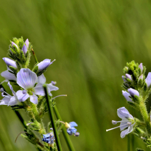 Photographie n°2420584 du taxon Veronica officinalis L. [1753]