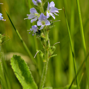 Photographie n°2420585 du taxon Veronica officinalis L. [1753]