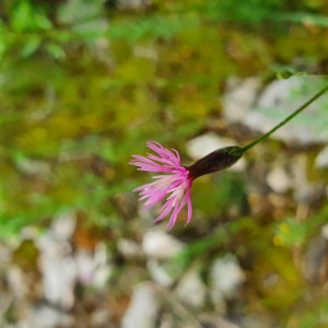 Photographie n°2420587 du taxon Crupina crupinastrum (Moris) Vis.