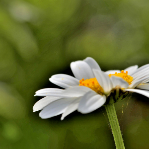 Photographie n°2420589 du taxon Leucanthemum vulgare subsp. eliasii (Sennen & Pau) Sennen & Pau [1929]