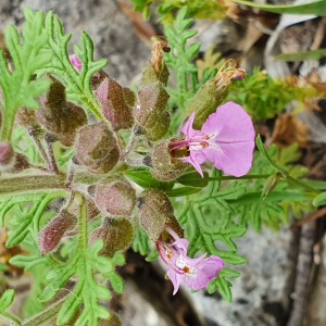 Photographie n°2420606 du taxon Teucrium botrys L.