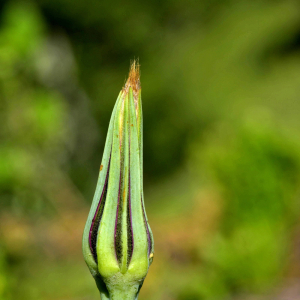 Photographie n°2420607 du taxon Tragopogon dubius Scop. [1772]