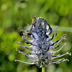 Photographie n°2420612 du taxon Phyteuma spicatum L. [1753]