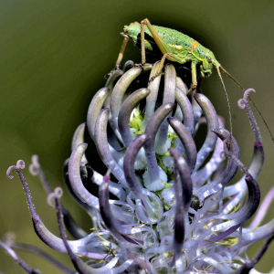 Photographie n°2420613 du taxon Phyteuma spicatum L. [1753]
