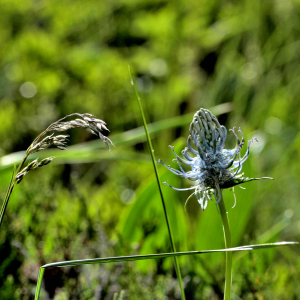 Photographie n°2420616 du taxon Phyteuma spicatum L. [1753]