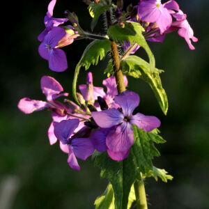 Photographie n°2420683 du taxon Lunaria annua L. [1753]