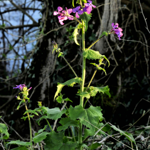 Photographie n°2420684 du taxon Lunaria annua L. [1753]