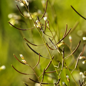 Photographie n°2420696 du taxon Arabidopsis thaliana (L.) Heynh. [1842]