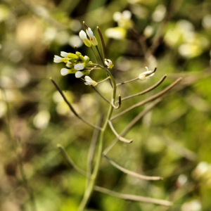 Photographie n°2420697 du taxon Arabidopsis thaliana (L.) Heynh. [1842]