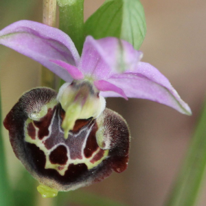 Photographie n°2420757 du taxon Ophrys fuciflora subsp. montiliensis Aubenas & Scappaticci [2012]