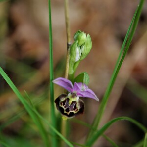  - Ophrys fuciflora subsp. montiliensis Aubenas & Scappaticci [2012]