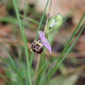  - Ophrys fuciflora subsp. montiliensis Aubenas & Scappaticci [2012]