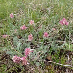 Photographie n°2420796 du taxon Anthyllis montana L.