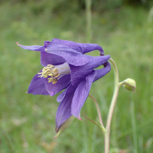 Photographie n°2420809 du taxon Aquilegia vulgaris L.