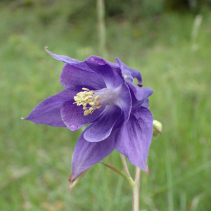 Photographie n°2420811 du taxon Aquilegia vulgaris L.