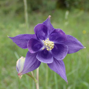 Photographie n°2420813 du taxon Aquilegia vulgaris L.
